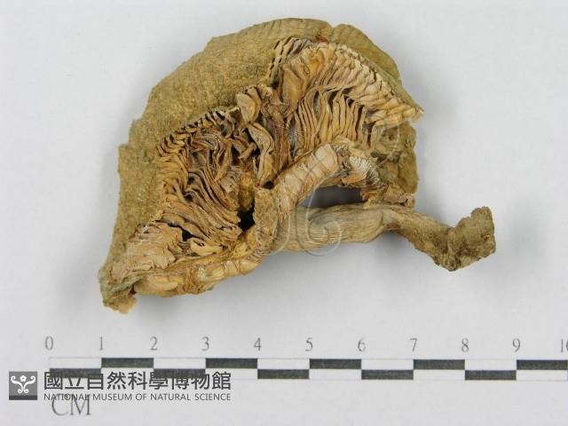 登錄號:F0012467藏品圖，第1張