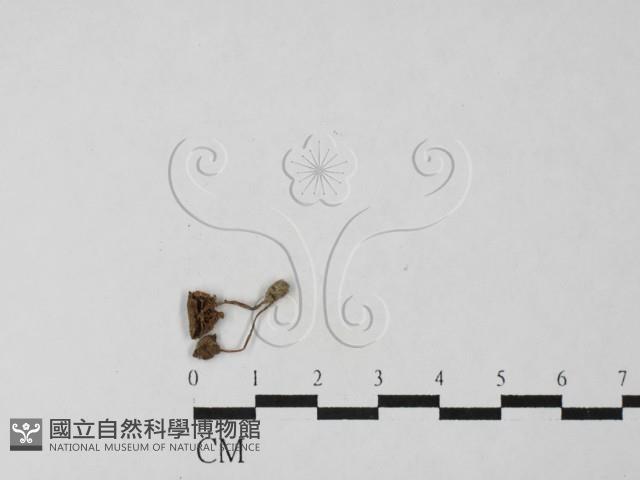 小菇屬藏品圖，第1張