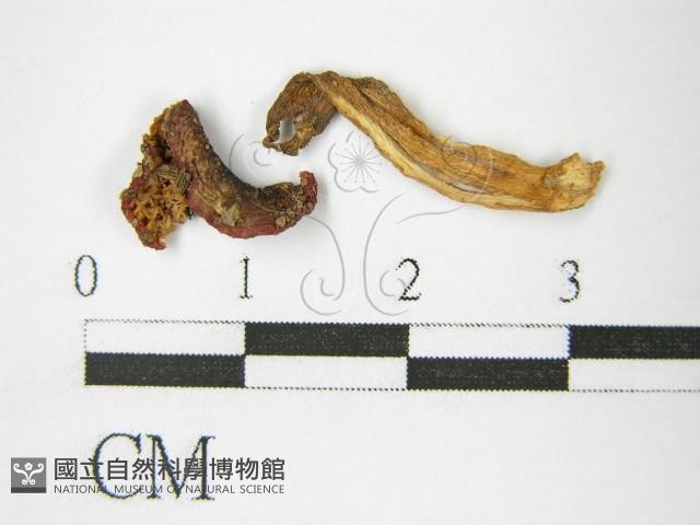 登錄號:F0007467藏品圖，第1張