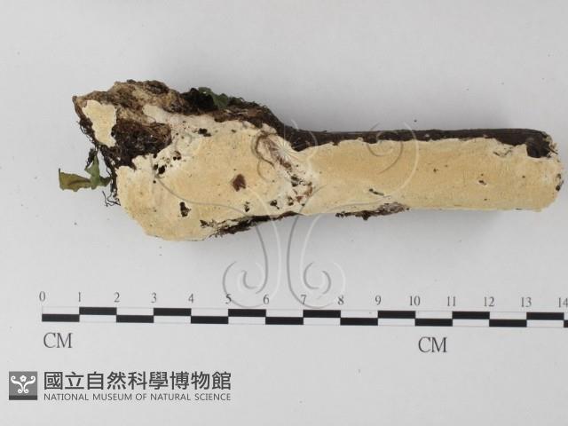 齒耳菌屬藏品圖，第1張