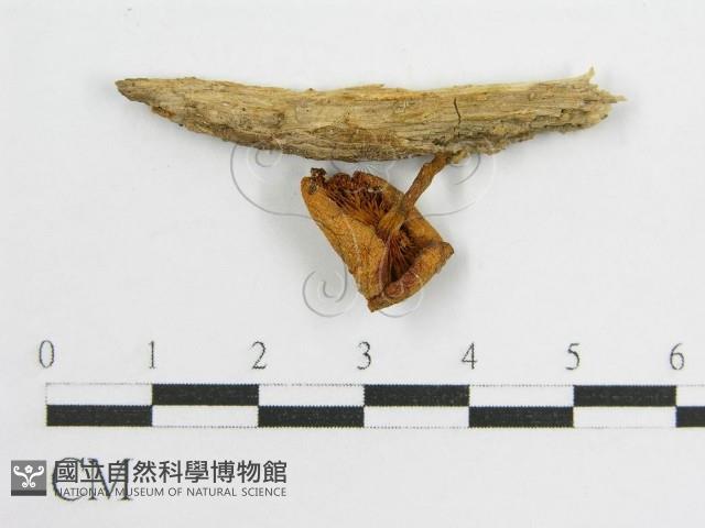 登錄號:F0005467藏品圖，第1張