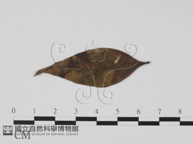 登錄號:F0019467藏品圖，第1張