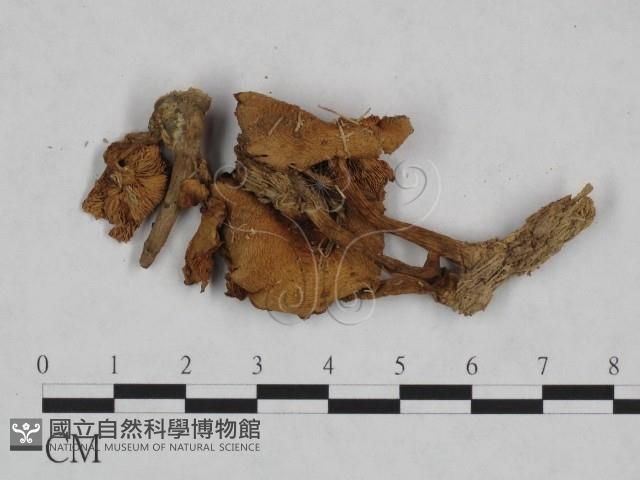 登錄號:F0023467藏品圖，第1張