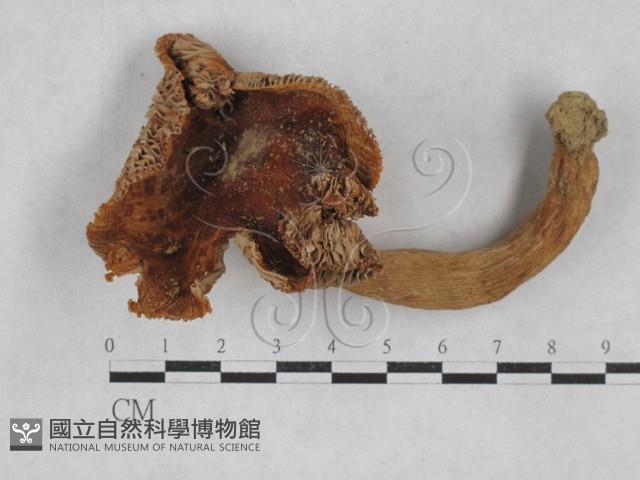 登錄號:F0003467藏品圖，第1張