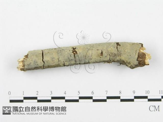 登錄號:F0013467藏品圖，第1張