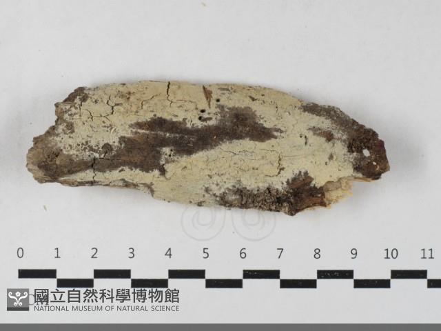 剛毛絲皮菌藏品圖，第1張