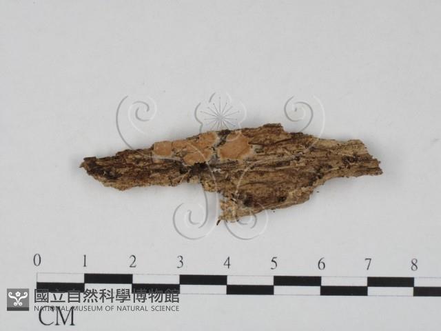 登錄號:F0008767藏品圖，第1張