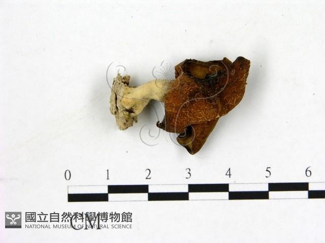 登錄號:F0020767藏品圖，第1張