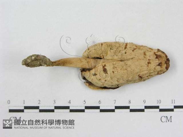 登錄號:F0010767藏品圖，第1張