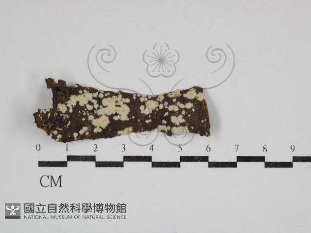 登錄號:F0030767藏品圖，第1張