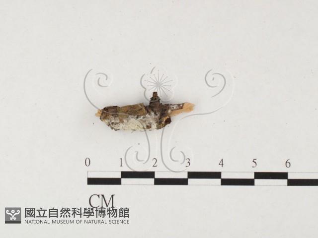 絲齒菌屬藏品圖，第1張