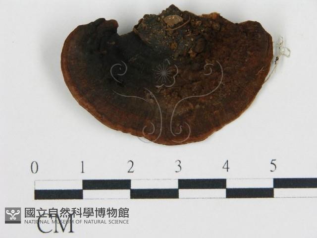 登錄號:F0006767藏品圖，第1張