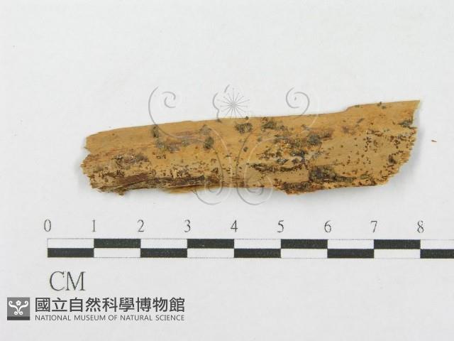 登錄號:F0016767藏品圖，第1張