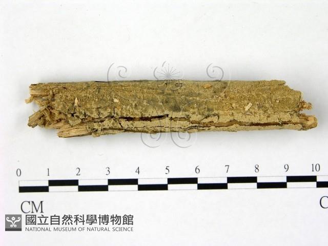 登錄號:F0021767藏品圖，第1張