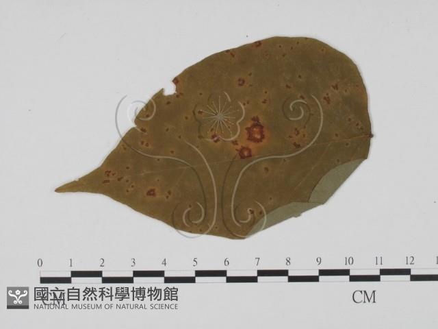 登錄號:F0011767藏品圖，第1張