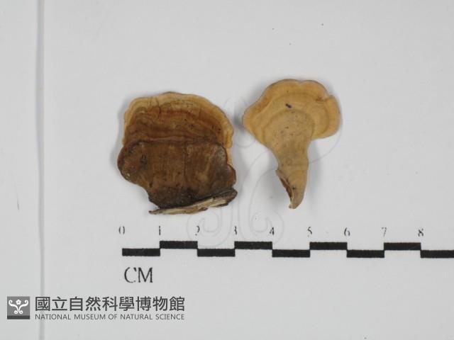 蠔韌革菌藏品圖，第1張