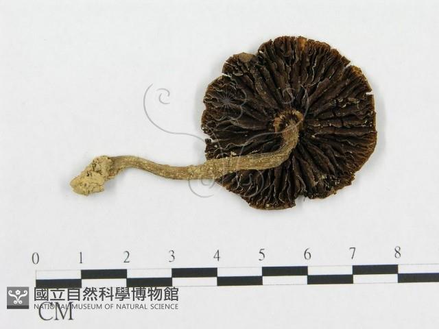 登錄號:F0004767藏品圖，第1張