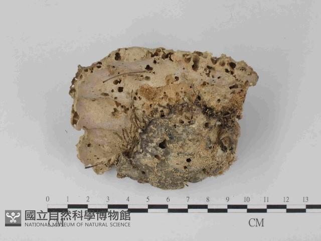 栓菌屬藏品圖，第1張