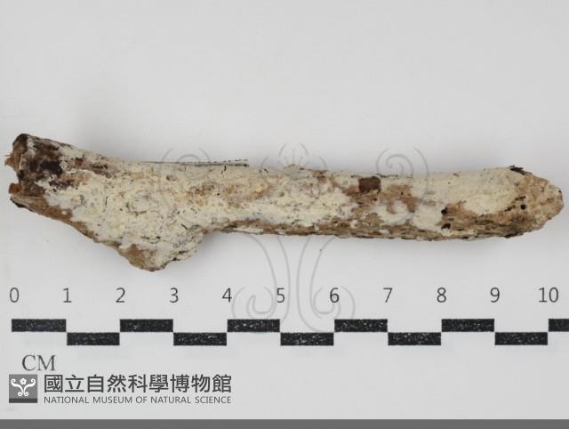 登錄號:F0034767藏品圖，第1張