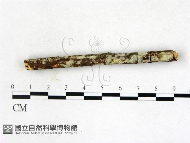 登錄號:F0022767藏品圖，第1張