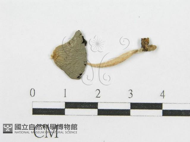 登錄號:F0002767藏品圖，第1張