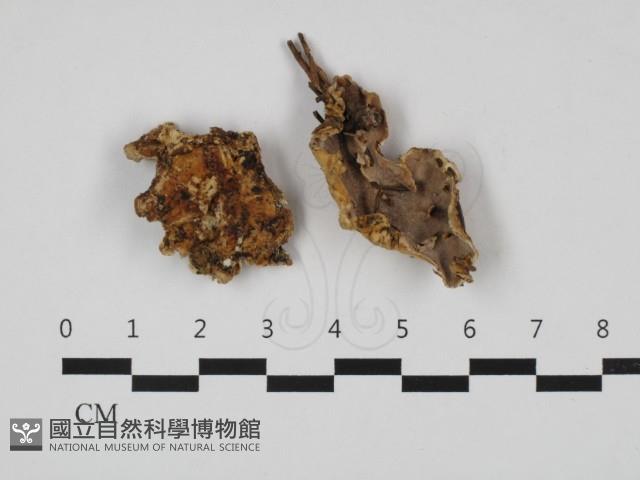 硬孔菌屬藏品圖，第1張