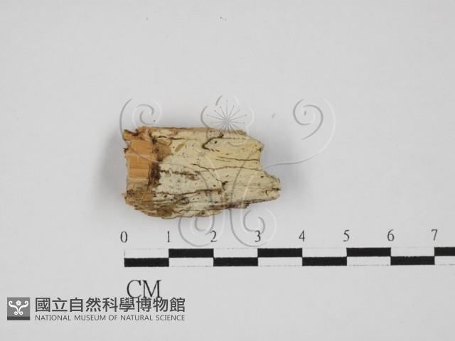 登錄號:F0027767藏品圖，第1張