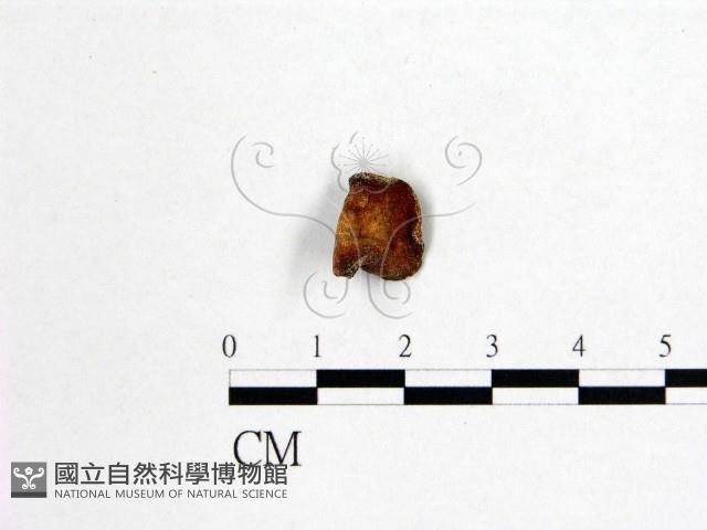 花耳屬藏品圖，第1張