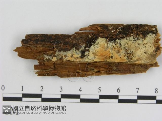 登錄號:F0015767藏品圖，第1張