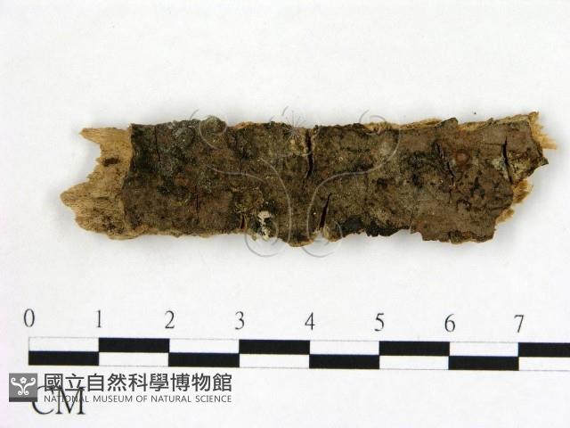 登錄號:F0009767藏品圖，第1張