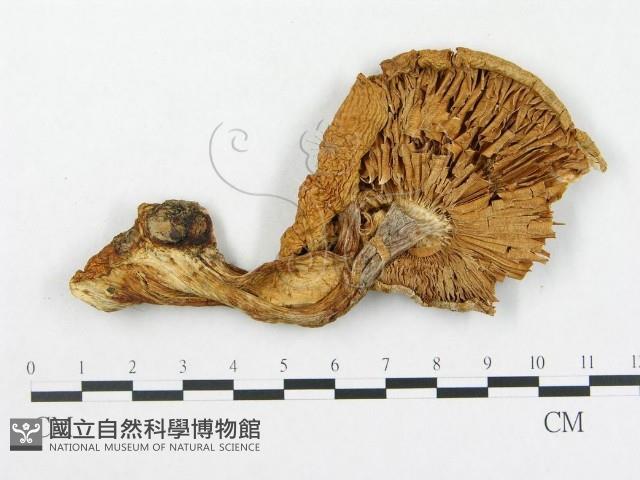 登錄號:F0003767藏品圖，第1張