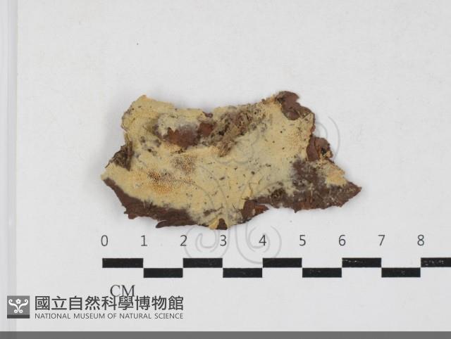 登錄號:F0033767藏品圖，第1張