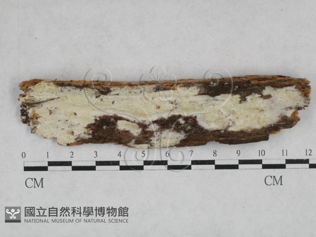 登錄號:F0028567藏品圖，第1張