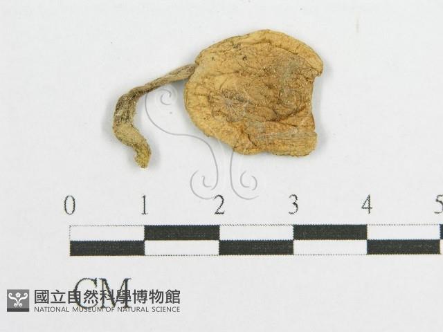 登錄號:F0008567藏品圖，第1張
