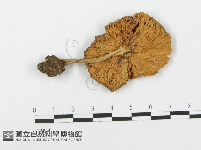 登錄號:F0000567藏品圖，第1張