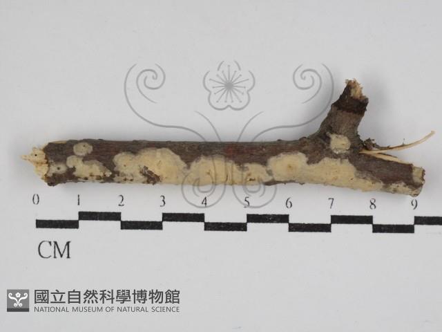 筍殼菌屬藏品圖，第1張