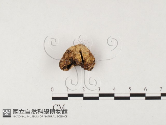 登錄號:F0026567藏品圖，第1張