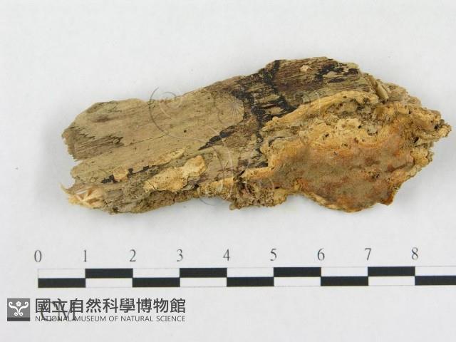 登錄號:F0006567藏品圖，第1張