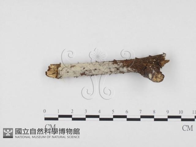 冇骨消絲齒菌藏品圖，第1張