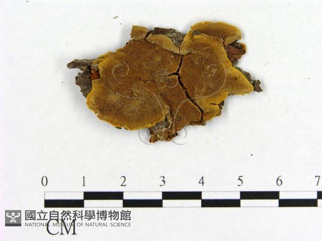 登錄號:F0011567藏品圖，第1張