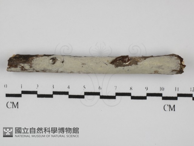登錄號:F0031567藏品圖，第1張