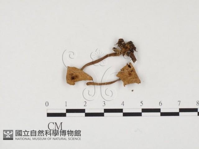 登錄號:F0024567藏品圖，第1張