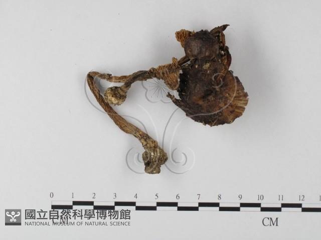 登錄號:F0014567藏品圖，第1張