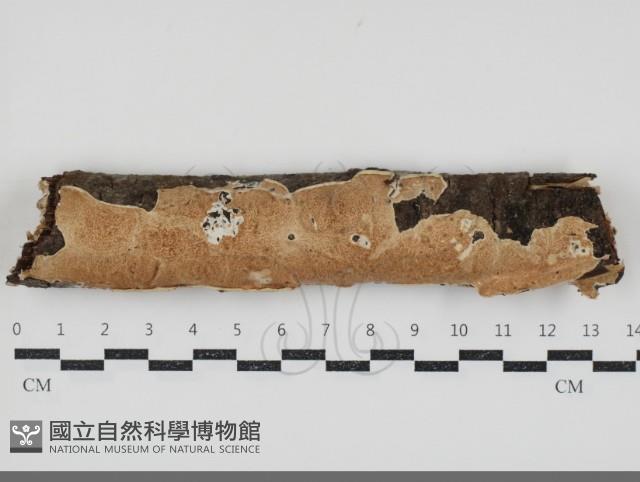 登錄號:F0034567藏品圖，第1張