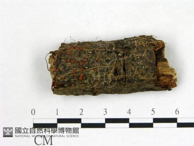 登錄號:F0022567藏品圖，第1張