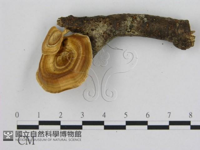 相鄰小孔菌藏品圖，第1張