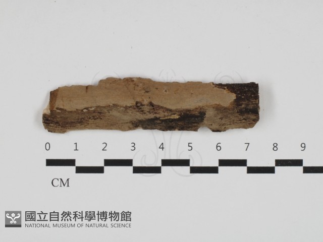 刺皮菌屬藏品圖，第1張