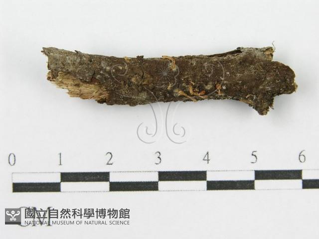 登錄號:F0007567藏品圖，第1張