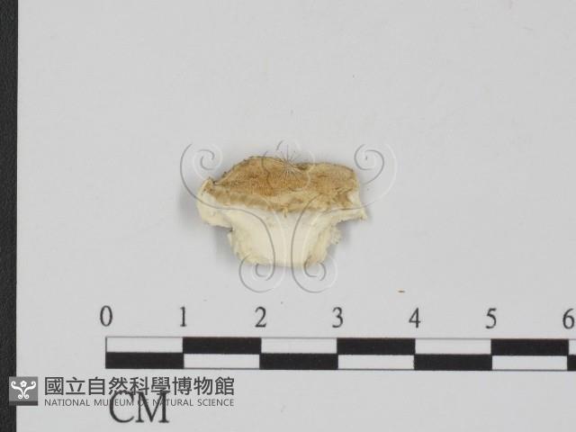 登錄號:F0017567藏品圖，第1張