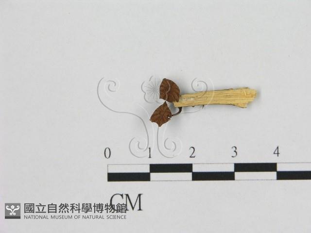 小皮傘屬藏品圖，第1張